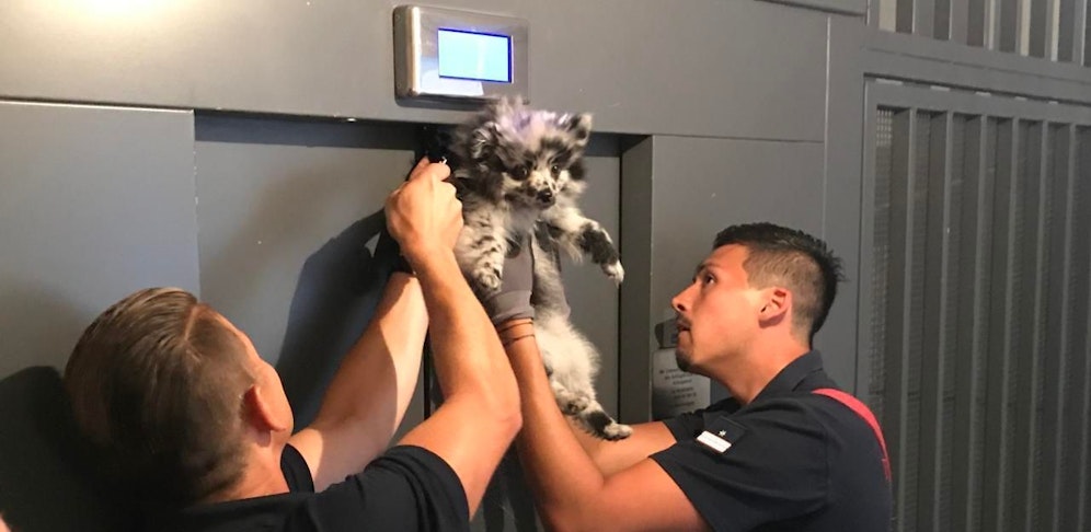 Der Hund konnte unverletzt geborgen werden.