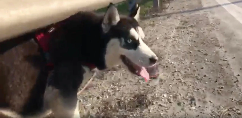 Tangenten-Husky erholt sich im Tierquartier in Wien-Donaustadt.