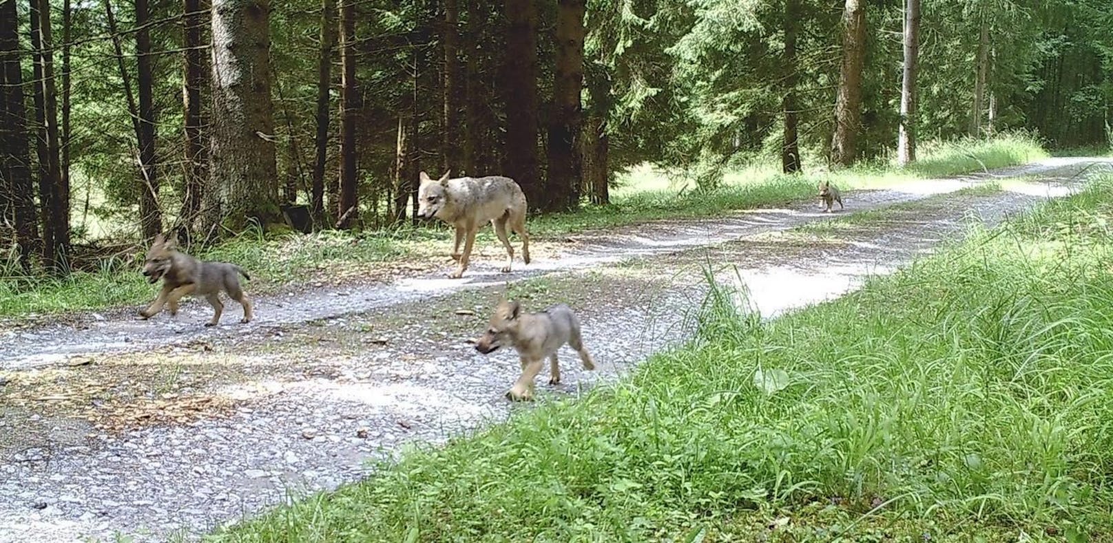 Am Truppenübungsplatz Allensteig wurde süßer Wolf-Nachwuchs gesichtet
