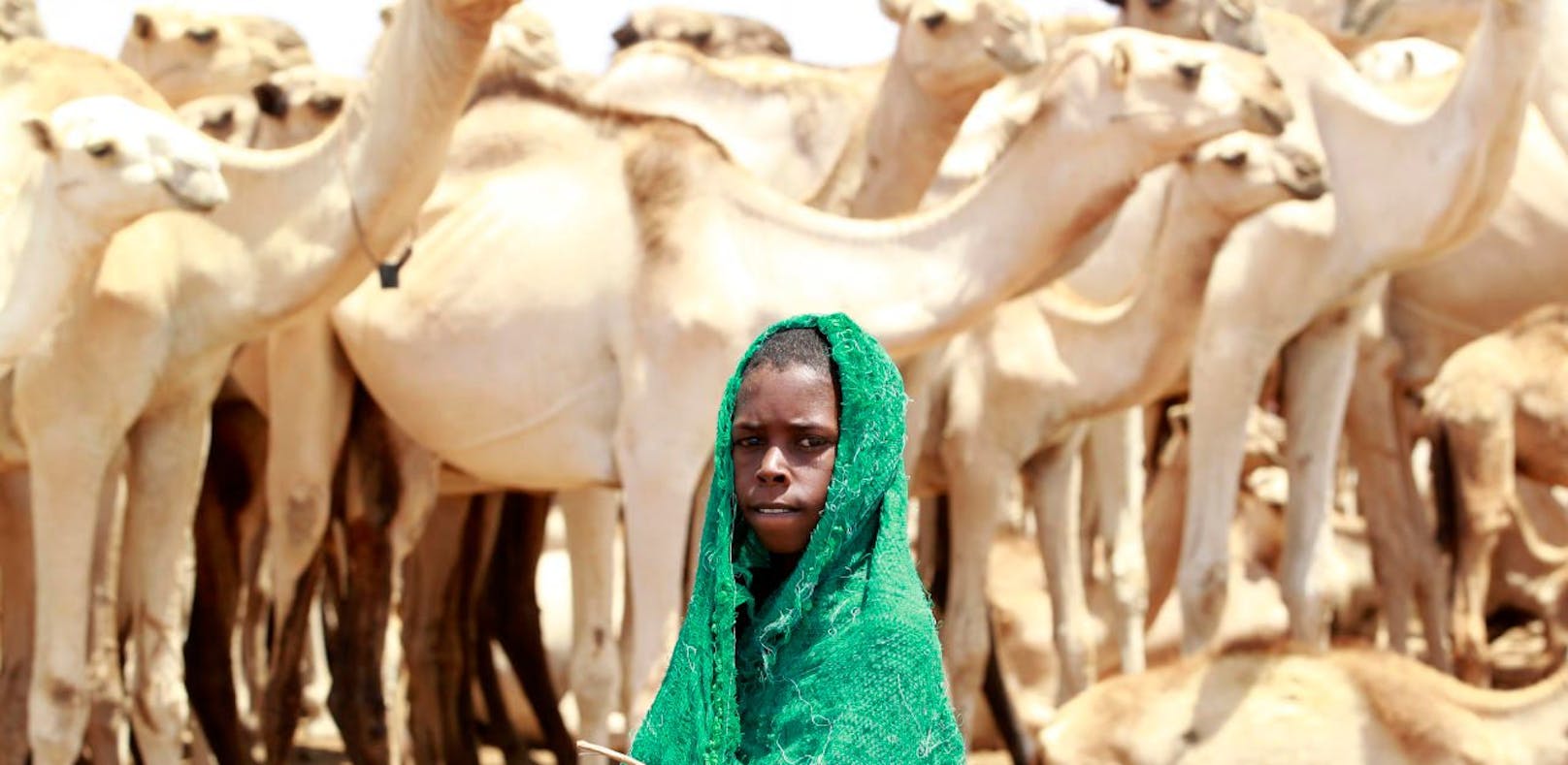 Kenias Viehzüchter setzen auf Kamele statt Rinder