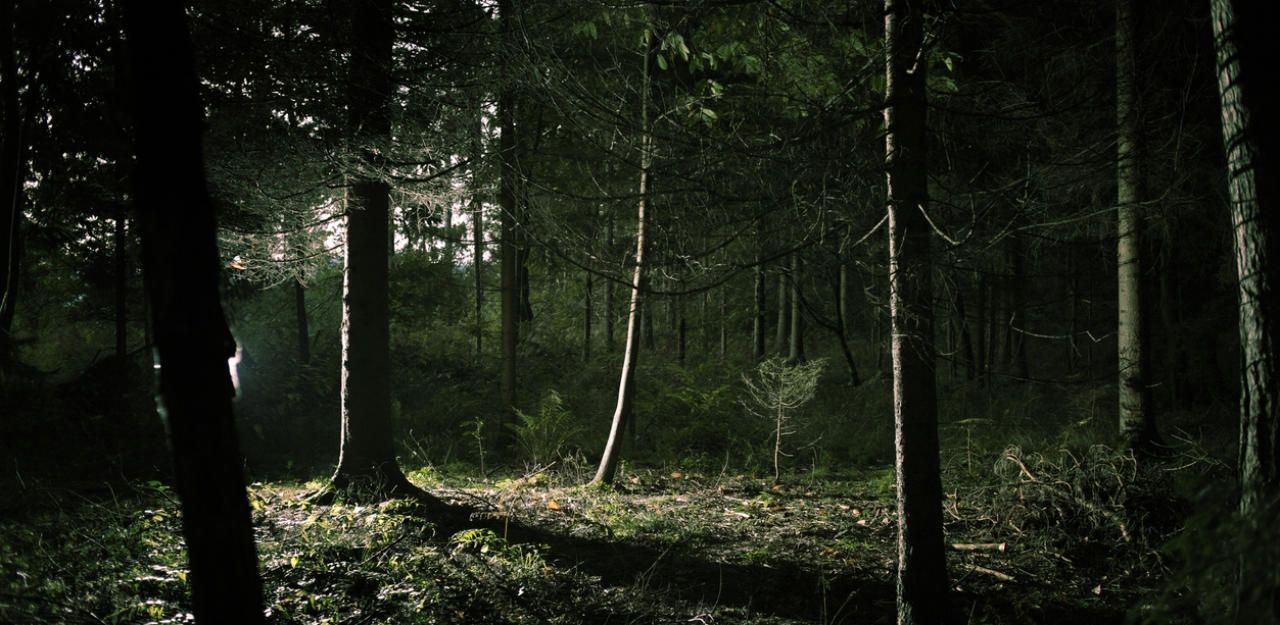 Heute.at - Mann wollte 19-Jährige in Wald zerren