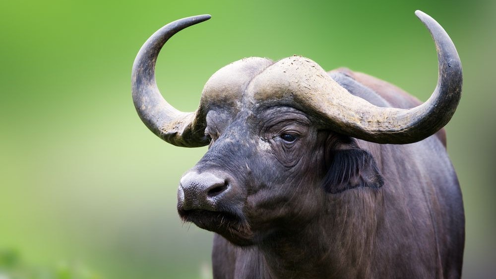 Heute.at - Schock! Maul- und Klauenseuche ausgebrochen