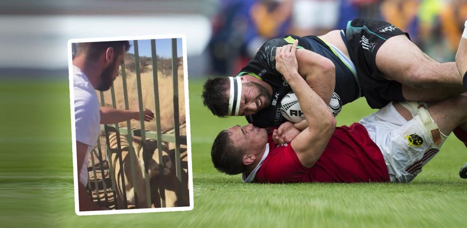 "Dumm!" Rugby-Spieler wird von Löwen gebissen