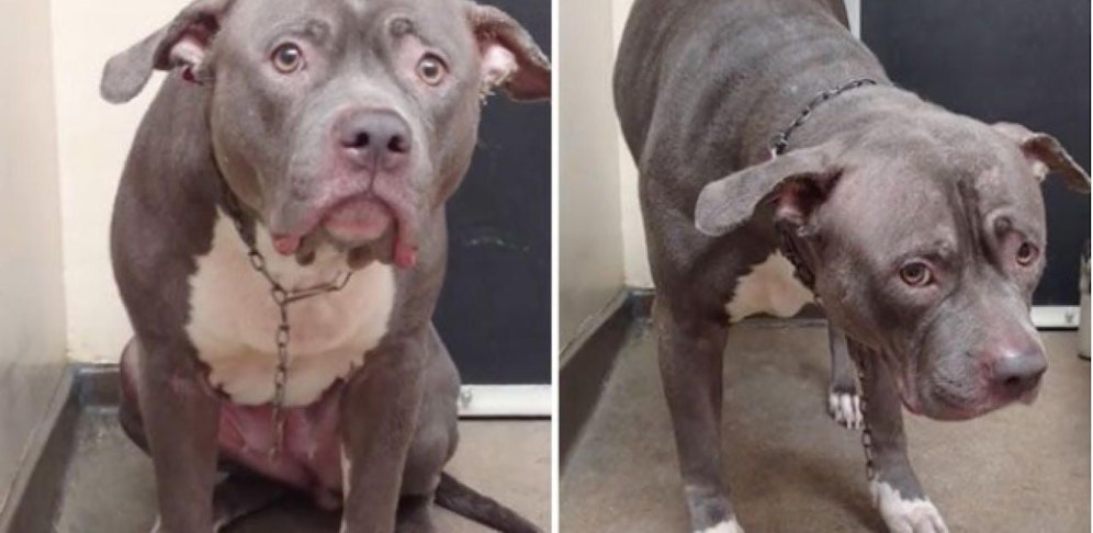 Dank einem Viralen Video darf Electra wieder lachen!