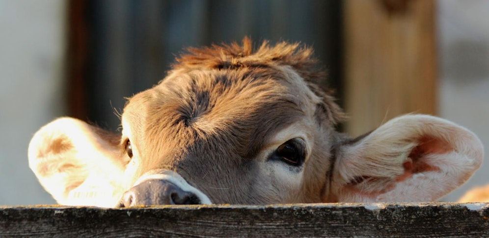 Fünf Kälber verendeten nach dem Unfall. 