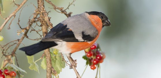 In der Wohnung des Mannes wurden mehrere Singvögel gefunden, darunter auch ein Gimpel