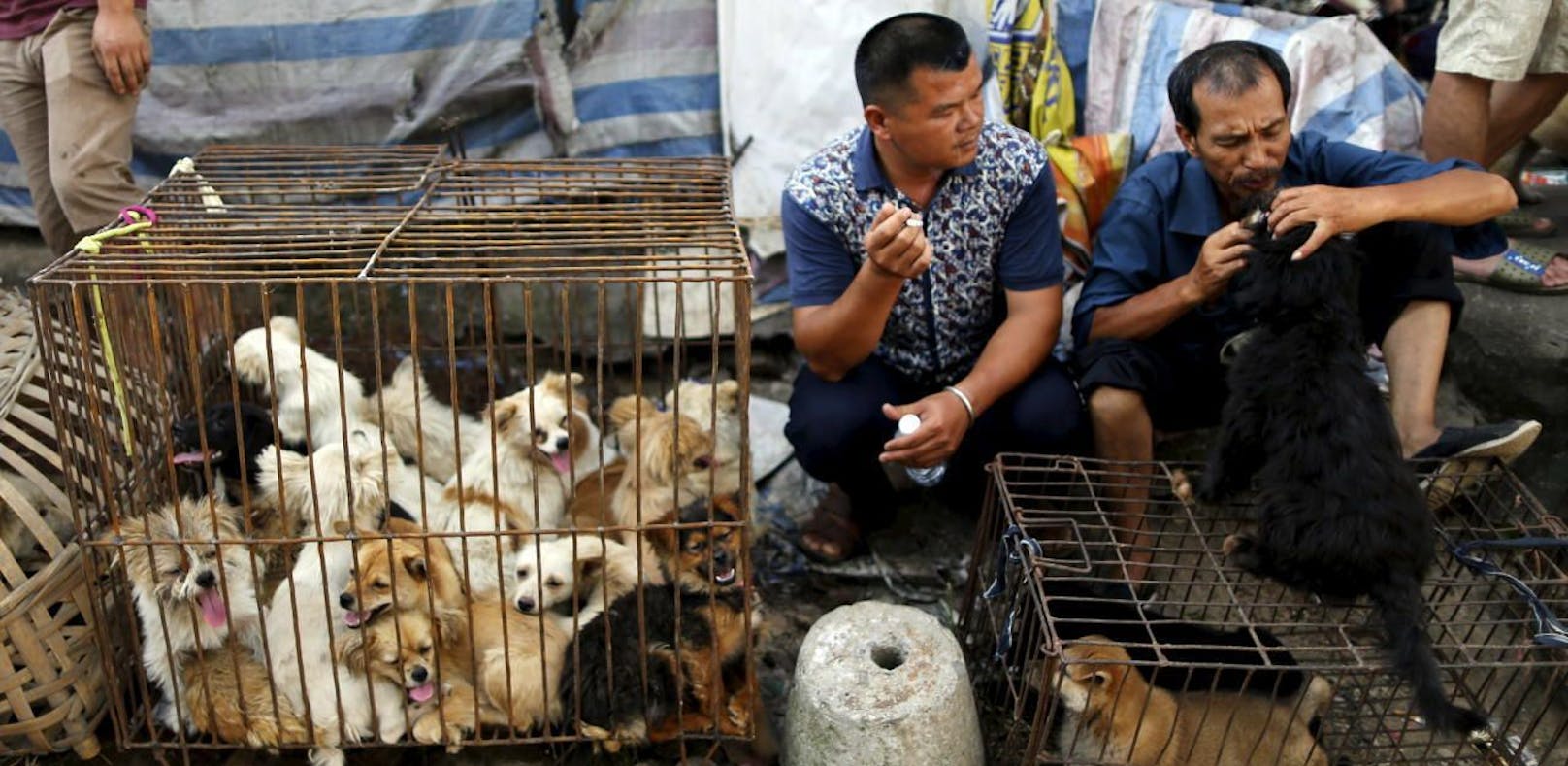 China verbietet endlich Hundefleisch-Festival