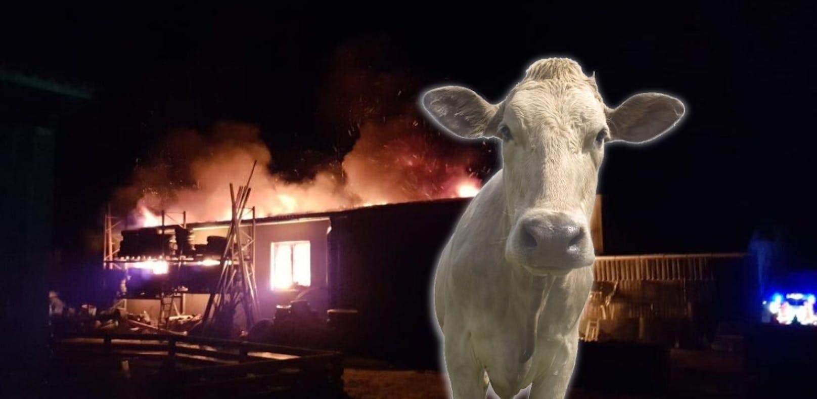 Feuerwehr rettet bei Brand Leben von 100 Rindern