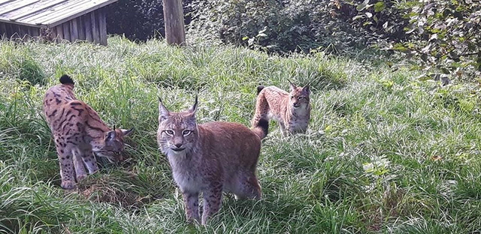 Zwei Luchse entwischten aus dem Naturpark, seither streunen sie am Buchenberg umher.