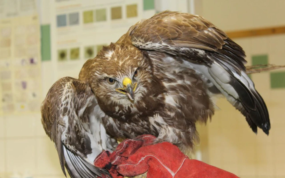 Glück im Unglück für den Pechvogel: Ein Passant bemerkte den verletzten Mäusebussard und brachte ihn in den Wiener Tierschutzverein, wo er sich nun erholen kann. (c) Wiener Tierschutzverein