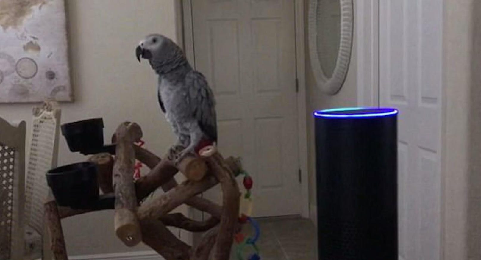 Noch sitzt Papagei &quot;Petra&quot; im Dunkeln, aber gleich wird das schlaue Tier &quot;Alexa&quot; bitten, das Licht anzumachen!