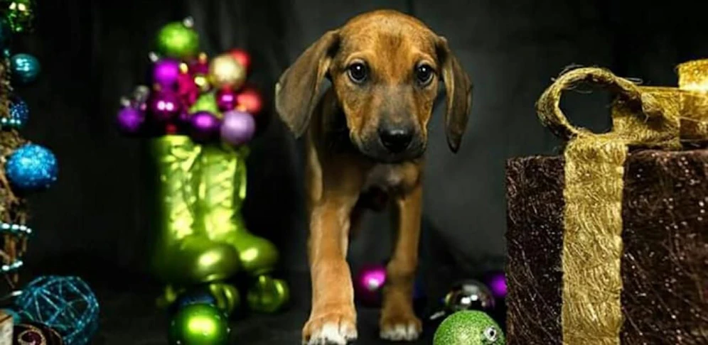 Weihnachten ist zwar vorbei, aber Wunder passieren immer wieder. Die Besitzerin dieses kleine Welpen sucht im Netz nach den Geschwister-Welpen. 