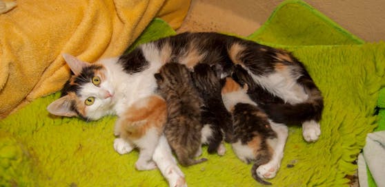 Eine "Ersatzmama" kümmert sich nun die um die Katzenbabys.