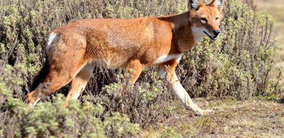 Megeti - Africa?s Lost Wolf 