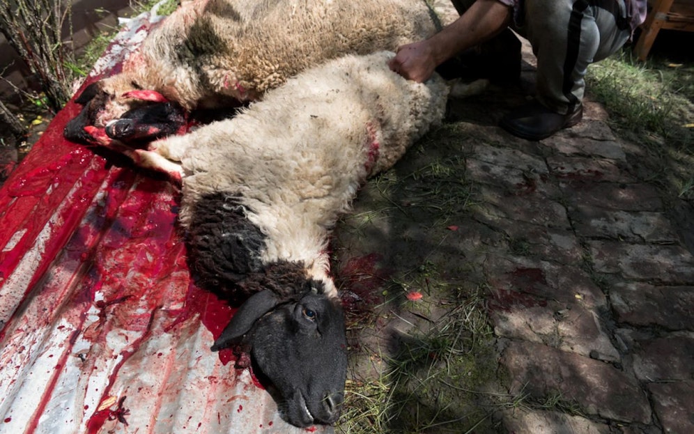 Geschächtete Schafe (Symbolbild)