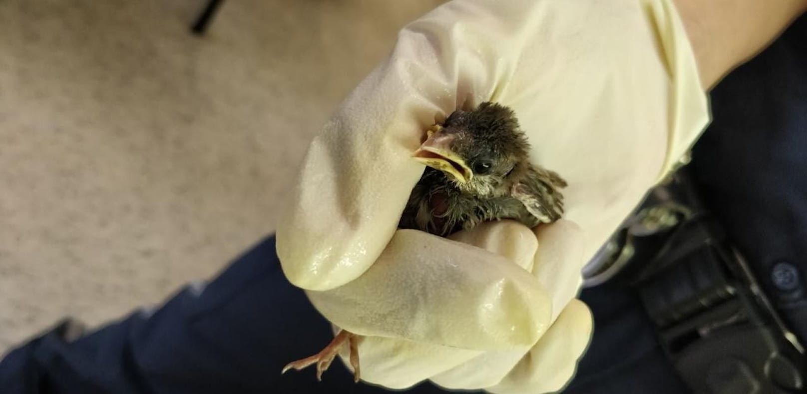 Vogel-Baby fiel aus Nest, Passanten retteten es