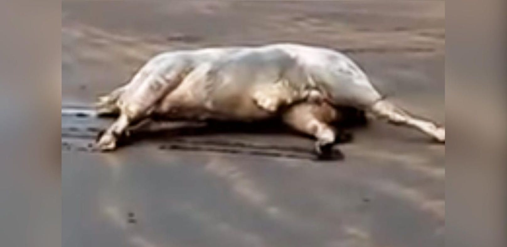 Tote Kühe an der Küste Teneriffas angespült