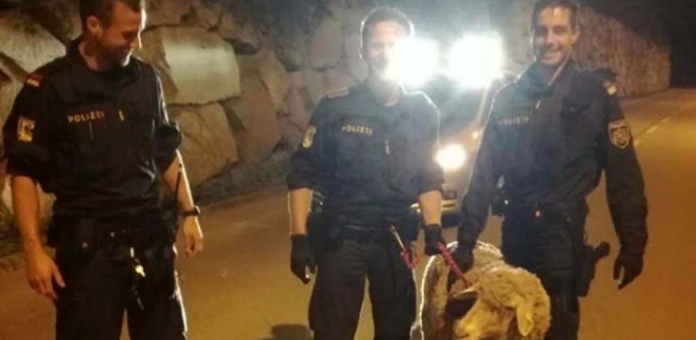 Die Welser Polizei fing in der Nacht ein entlaufenes Schaf ein. Angeblich heißt es "Shaun".