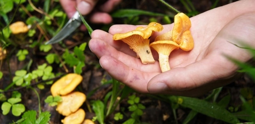 Auch für Schwammlersucher gelten Regeln!