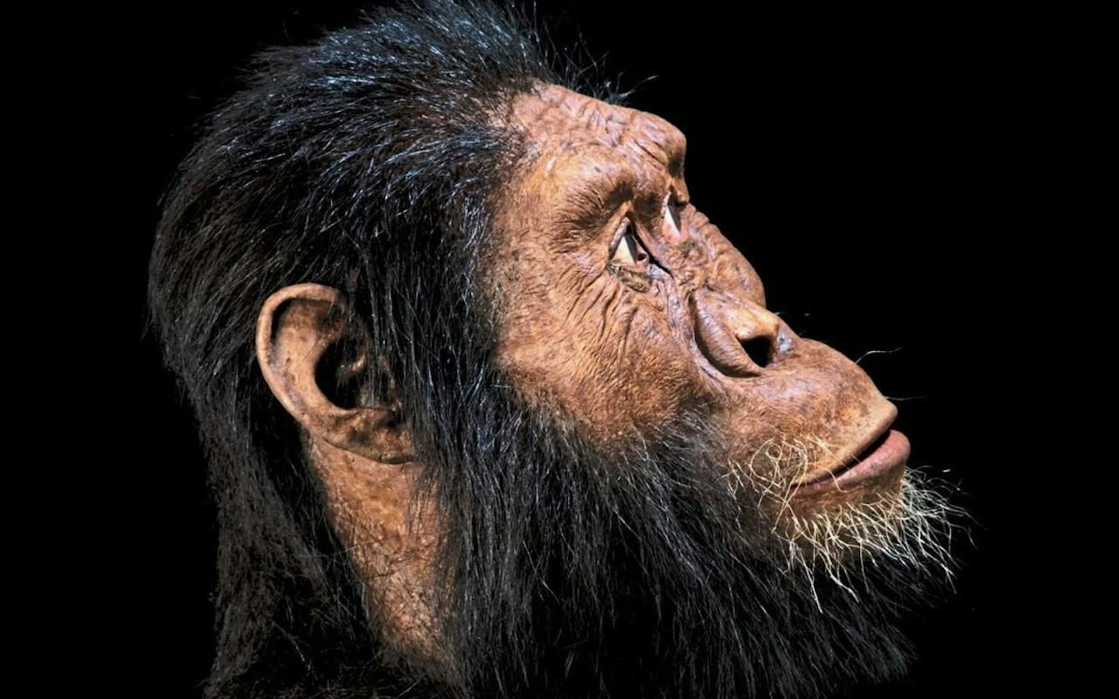 Rekonstruktion des Gesichts eines Australopithecus anamensis