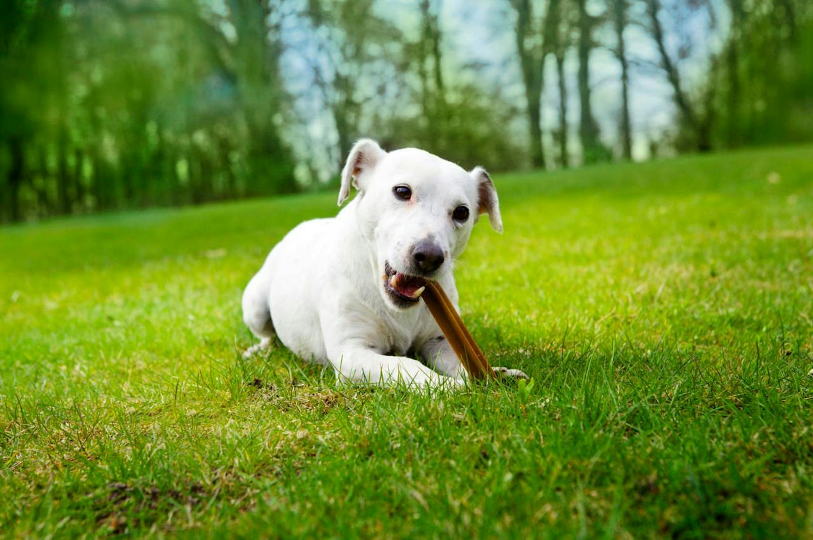 Hundezähne dienen der Nahrungsaufnahme und zeitgleich als Werkzeug, Messer- und Gabelersatz, sowie zur Fellpflege und als Spielhilfe.
