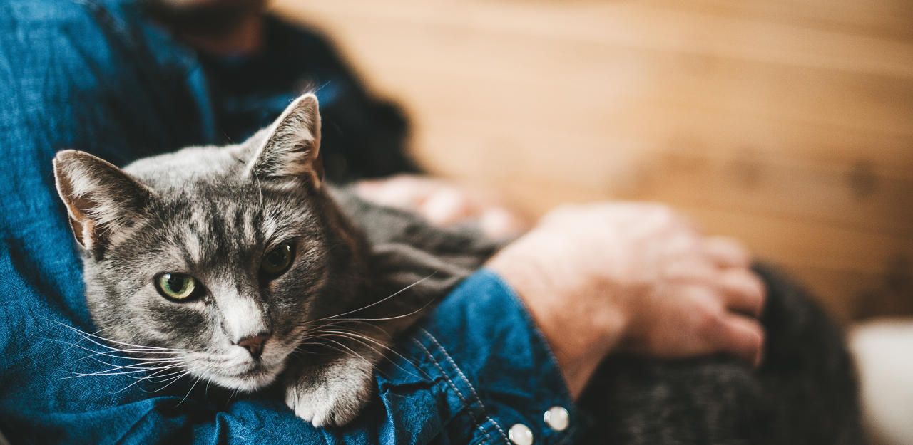Vor allem Katzen werden in den Sommermonaten vermehrt abgegeben.&nbsp;