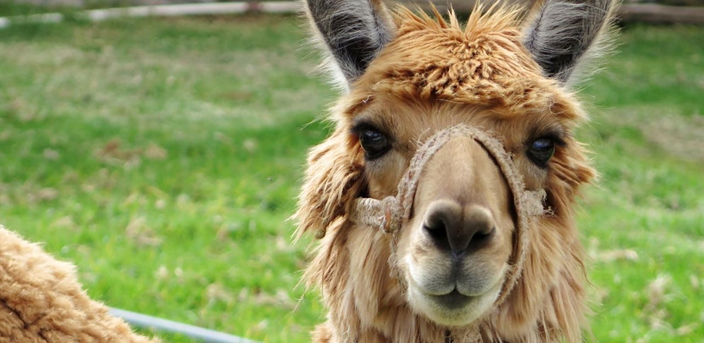 Neun Lamas büxten aus und machten sich auf große Reise.