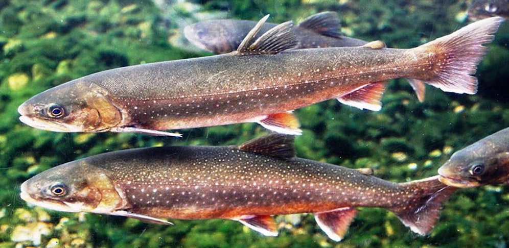 Der Saibling ist, gemeinsam mit der Rainanke, einer der häufigsten Bewohner in unseren Seen. Jetzt werden die Bestände in elf Gewässern ermittelt.