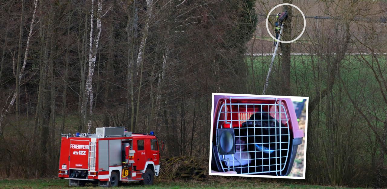 Heute.at - Feuerwehr lockte Katze mit Leberkäse vom Baum