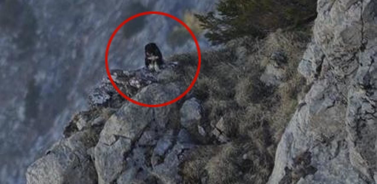 Heute.at - Süßer Welpe saß ganz allein auf Felsvorsprung