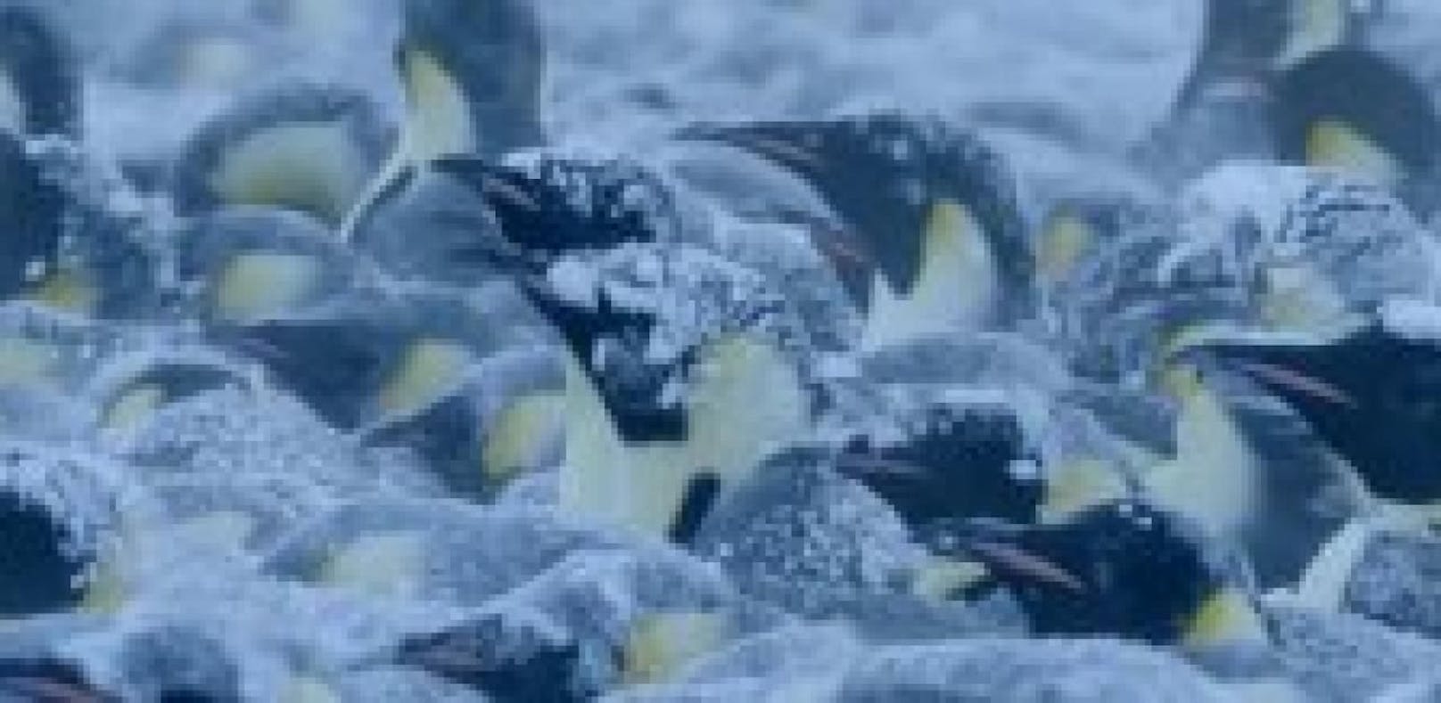 Tierfilmer brechen Tabu,  retten Pinguine vor Tod
