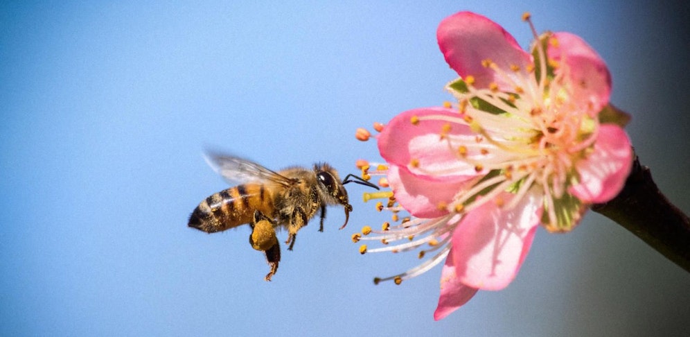Fotografieren Sie auch gerne kleine Motive ganz groß? Zeigen Sie Ihr Können und teilen Sie die Aufnahmen mit uns und unserer Community!