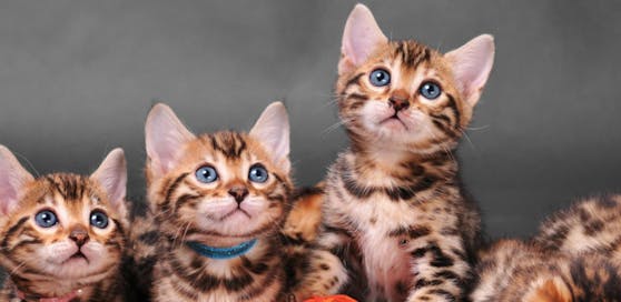 Beim Kauf solcher Bengalen-Katzen wurde eine junge Frau in Linz betrogen.