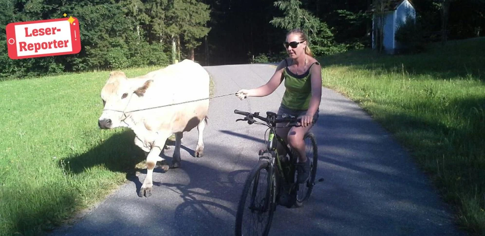 "Ein Spaziergang mit unserer Kuh Bettin"