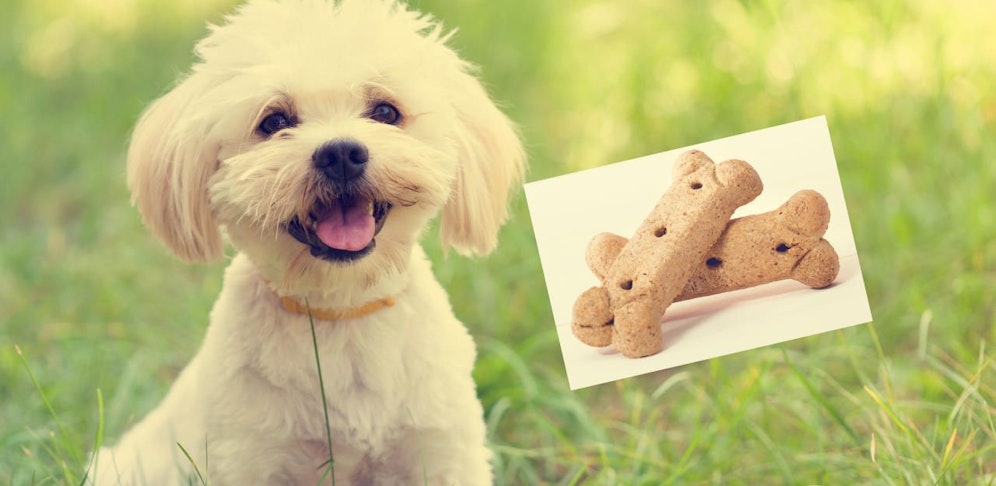 Drama um einen Malteser-Mischling: Das Hündchen starb qualvoll.