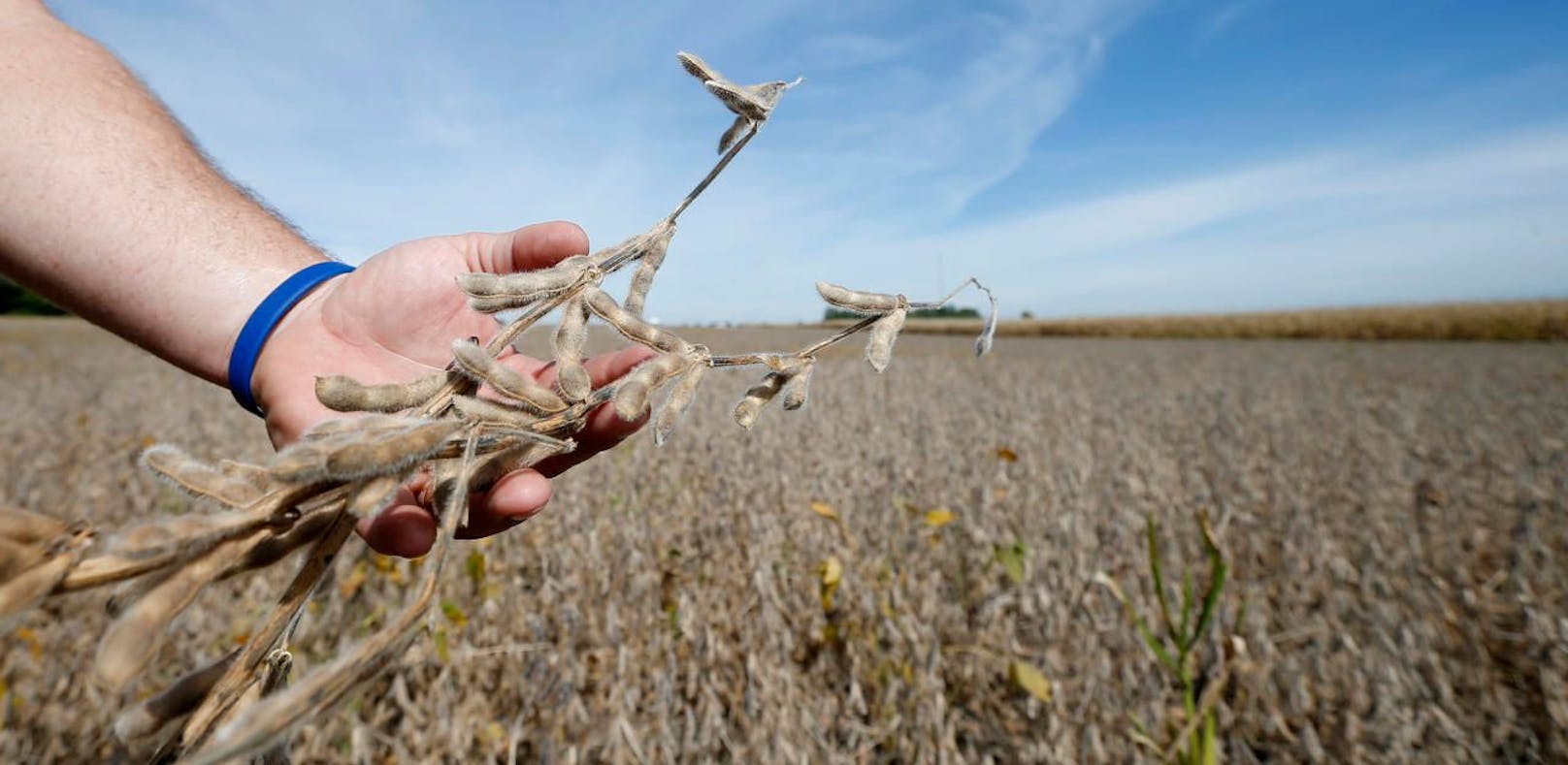 Pflanzengift lässt nur Monsanto-Soja übrig