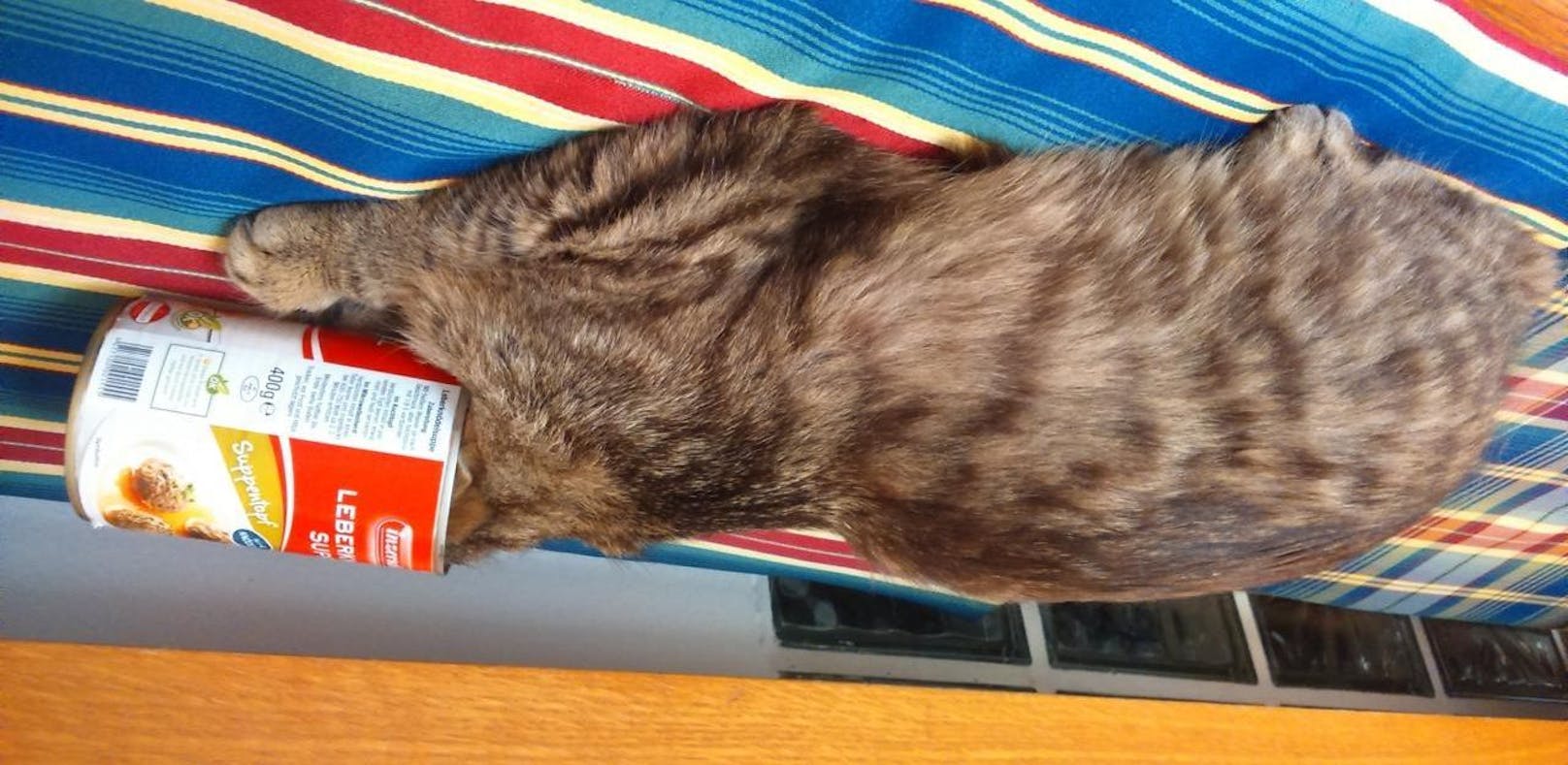 Katze steckt stundenlang in Suppendose fest
