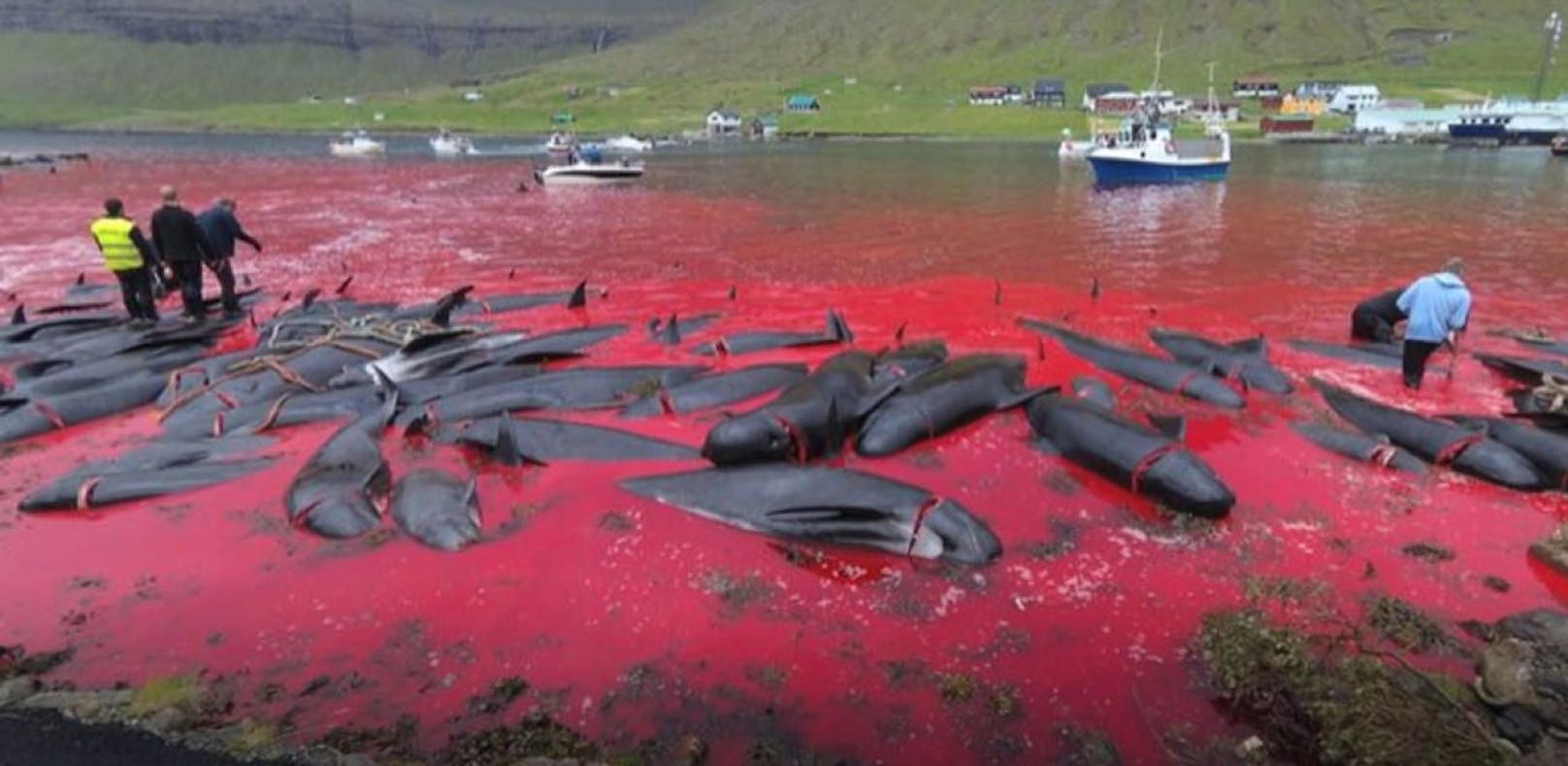 Färöer töten hunderte Wale für den Winter