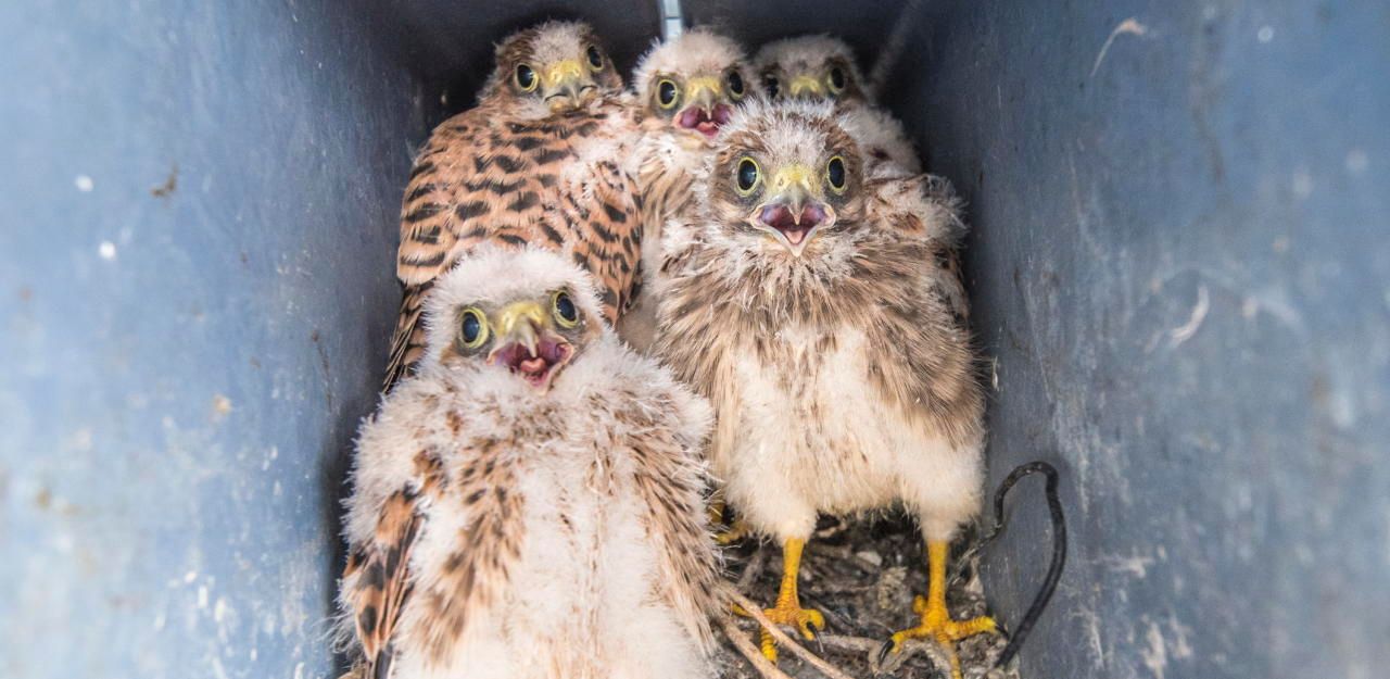 Heute.at - Turmfalken auf Anlage lösen Taubenproblem