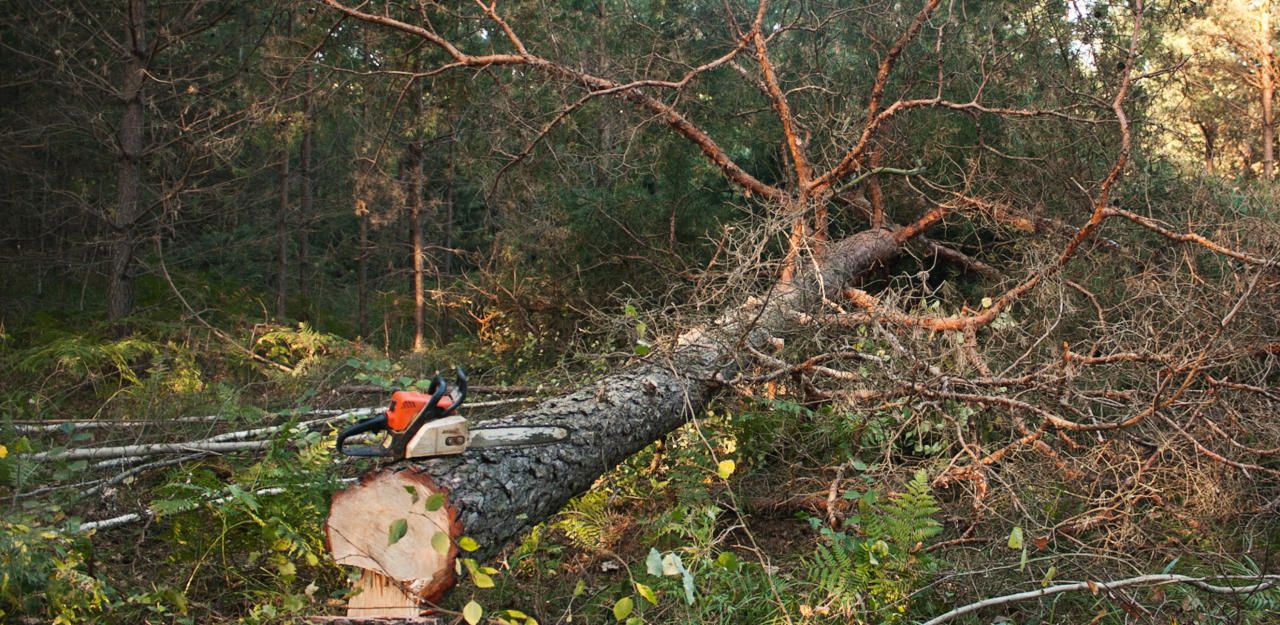 (Symbolfoto): Ein Pensionist (76) aus dem Bezirk Villach-Land wird bei einem Forstunfall schwer verletzt.