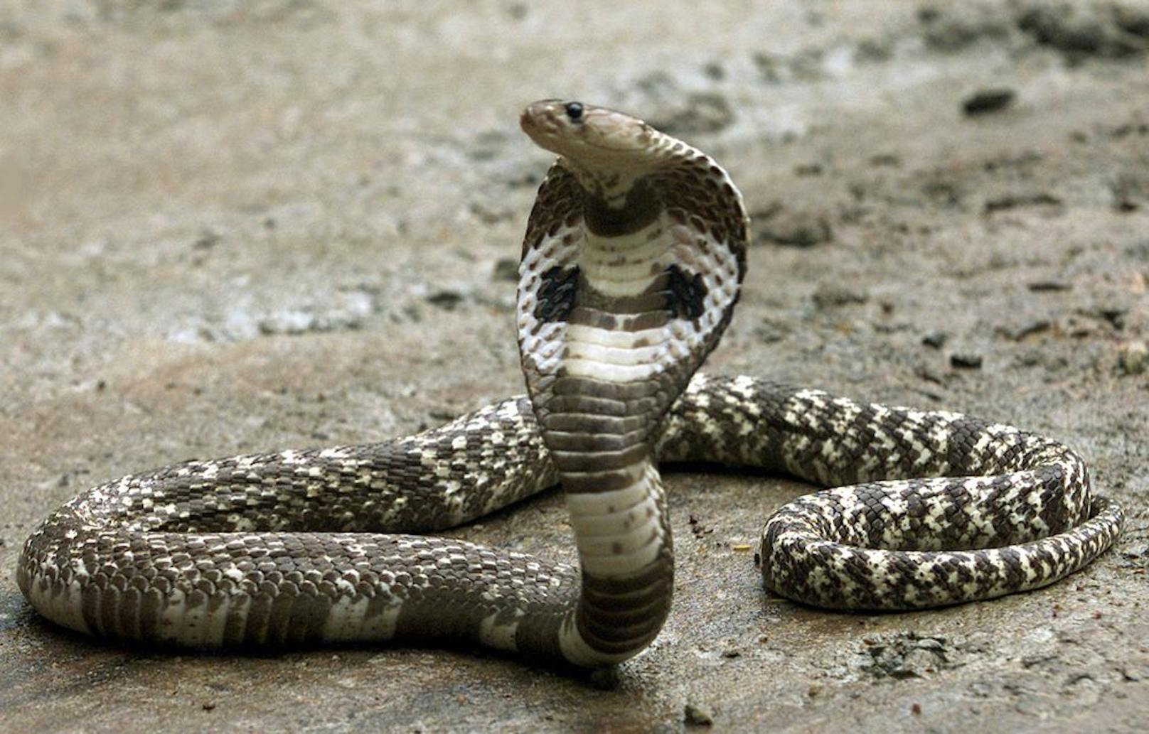 Tatwaffe Giftschlange: Er ließ den Mann von einer Kobra töten, um seinen Tod vorzutäuschen.