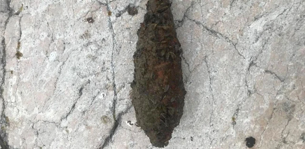 Cobra-Taucher fanden im Traunsee diese Sprenggranate aus dem Zweiten Weltkrieg.