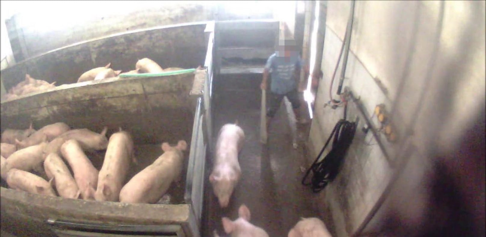 Der Verein gegen Tierfabriken prangert seit vier Jahren die Zustände im betroffenen Schlachthof an.