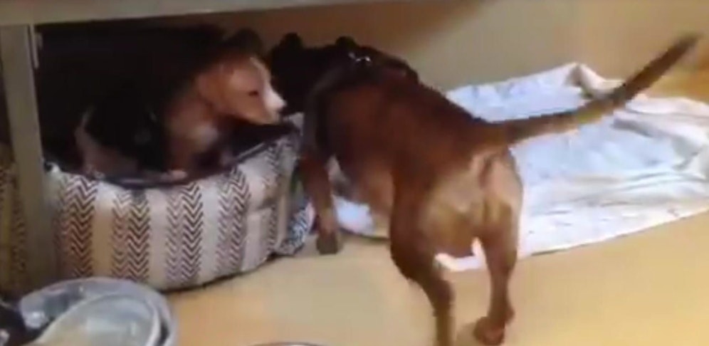 Große Freude bei Hunde-Mama und Welpen beim Wiedersehen!