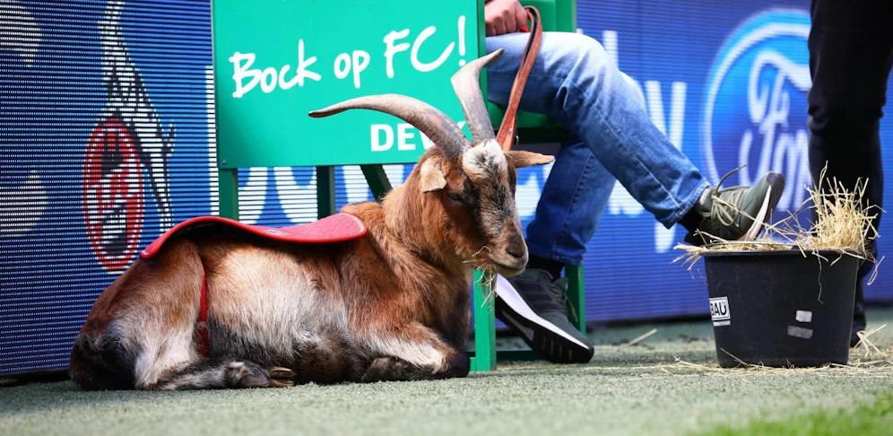 Hennes XIII. geht in Pension.