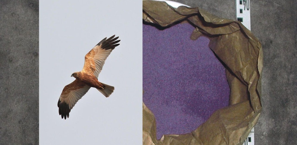 Rohrweihe wurde im Raum Zistersdorf erschossen.