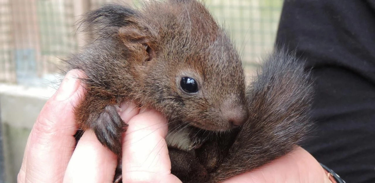 Heute.at - Mama verlor Hörnchen-Baby Cindy bei Umzug