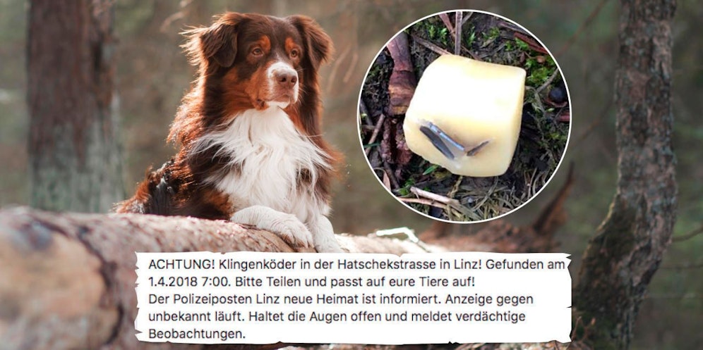 Ein Tierhasser legte in der Neuen Heimat einen Klingenköder aus. 
