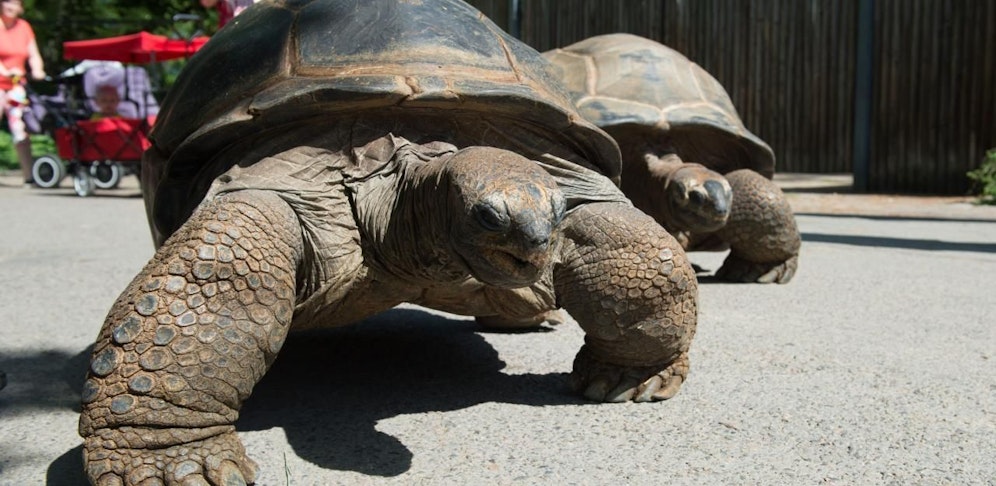 Jonathan und seine vermeintliche Partnerin sind unzertrennlich.