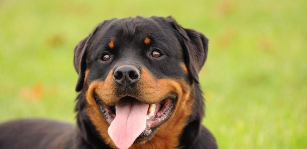 Der Rottweiler verbiss sich in dem Kind, verletzte es.